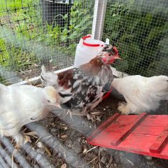 Pekin Growers