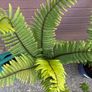 large ornamental ferns - dryopteris wallichiana Image 4