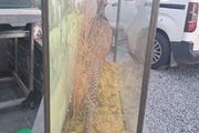 Taxidermy phesant