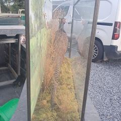 Taxidermy phesant