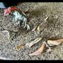Schleich Dinosaur Collection Image 4