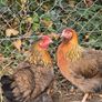 Pol pullets Image 3