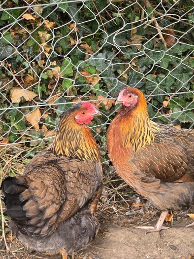 Pol pullets