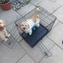 Cage Image 2