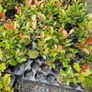Golden and Green Privet Hedging One Euro Image 7