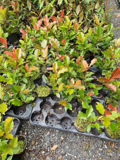 Golden and Green Privet Hedging One Euro