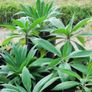 echium plants Image 3