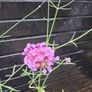 Purple flowering Verbena Image 3