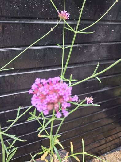 Purple flowering Verbena