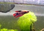 Female Betta fish