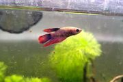 Female Betta fish