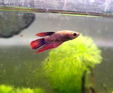 Female Betta fish