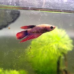 Female Betta fish