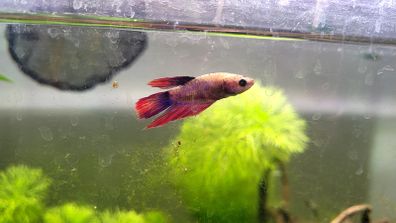 Female Betta fish