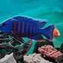 Fluval 60l Image 9