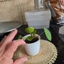 plant Image 5