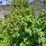 Raspberry Plant Image 4