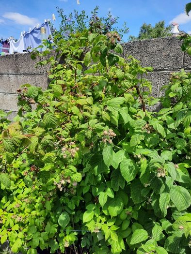 Raspberry Plant