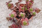 dragon's blood sedum