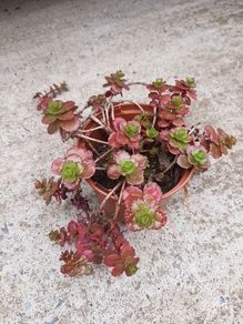dragon's blood sedum