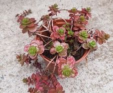 dragon's blood sedum