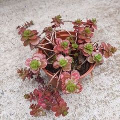 dragon's blood sedum