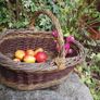 50/100 Thick Willow Cuttings For Hedges, Baskets, Logs Image 4