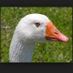 goose007bond