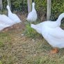 Embden goslings Image 5