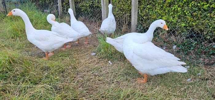 Geese