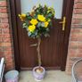 artificial rose tree Image 2