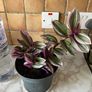 plant nanouk Image 4