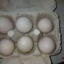 bantam hatching eggs Image 3
