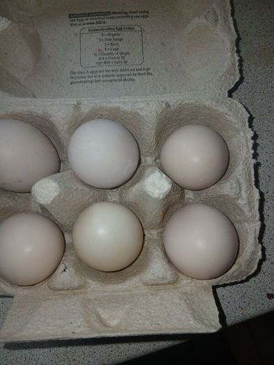 bantam hatching eggs