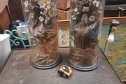 Antique Taxidermy