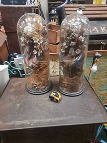 Antique Taxidermy