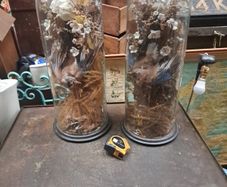 Antique Taxidermy