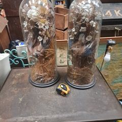 Antique Taxidermy