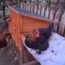 hatching eggs Image 6