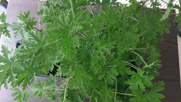 Large Scented Damascus Geranium (Itra)