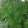 Large Scented Damascus Geranium (Itra) Image 2