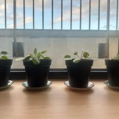 Plant & Pots - Pilea