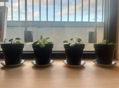 Plant & Pots - Pilea