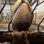 Bull Image 4