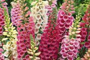 (F) HT Foxglove seeds Mixed 0.5g (509004)