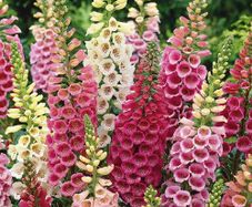 (F) HT Foxglove seeds Mixed 0.5g (509004)