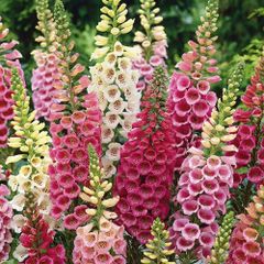 (F) HT Foxglove seeds Mixed 0.5g (509004)