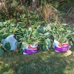 Large Hosta