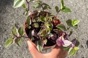 plant