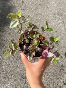 plant